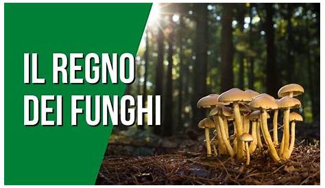 il regno dei funghi