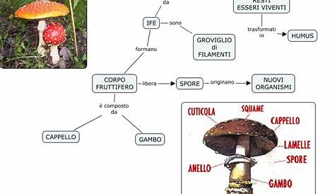 Paradiso delle mappe: I funghi e le sue parti - schema