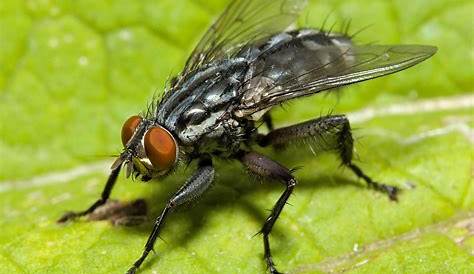 La mouche verte - Quel est cet animal