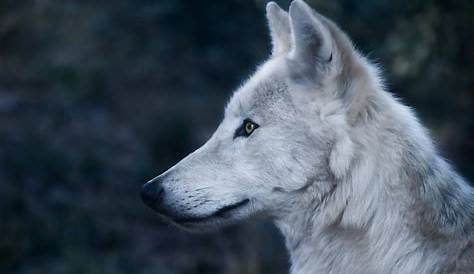 Épinglé par France Loyer sur Loup en 2020 | Visage de loup, Animaux