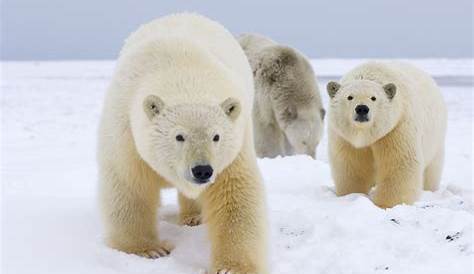 Famille ours polaire - Fond d'écran Ultra HD