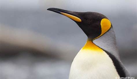 Manchot empereur en Terre Adélie, Antarctique