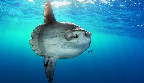 Le poisson-lune ou lampris a le sang chaud, un gros avantage dans les