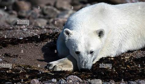 Image Ours Polaire Sur Une Plage Frederic : Quel Est Le Plus Grand Ours