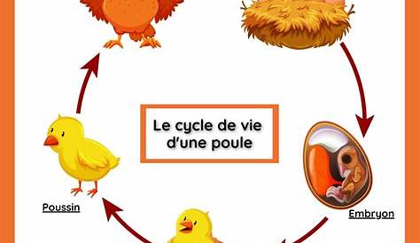 Éditions Scholastic | Cycle de vie : Le gland et le chêne