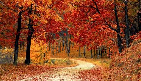 Nature Automne HD Fond D'écran