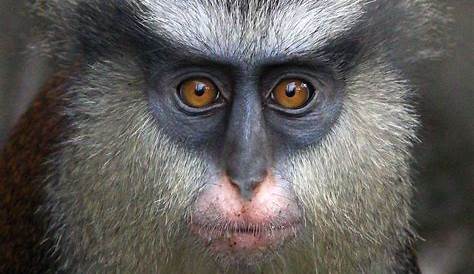 Close-up of vervet monkey face watching camera — Nick Dale Photography