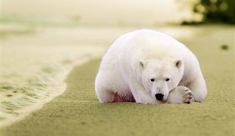 Image D’ours Polaire Sur Une Image De Plage - fatigué des ours polaires