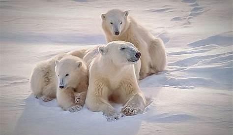 Définition | Ours blanc - Ours polaire - Ursus maritimus | Futura Planète