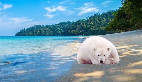 Plage Avec Un Ours Polaire Pix : Photo De Stock Ours Polaire