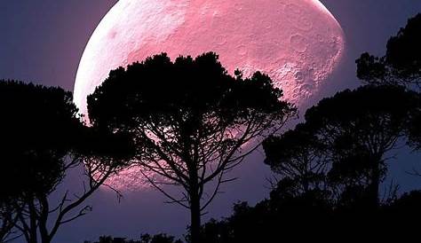 La pleine lune “Rose” d’avril se révélera dans la nuit du mardi 7 avril
