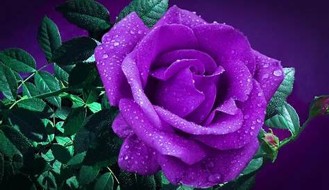 Magnifique 💜💜 #rose #purple #violet | Fleurs violette, Couleurs