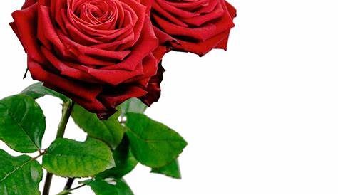 Bem Fácil PNG : Rosas Vermelhas