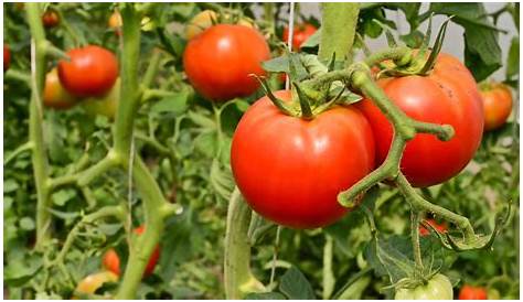 Encabeza el cultivo del tomate el ciclo agrícola Primavera-Verano 2018