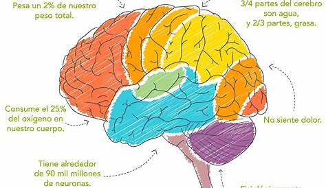 Pinceladas sobre el Cerebro Humano – Carlos Vilchez Navamuel