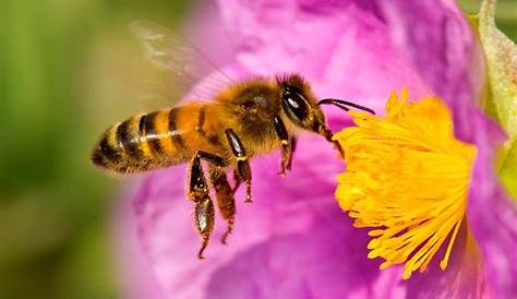 Abejas - Fichas de animales en National Geographic