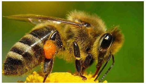 La importancia de proteger a la abeja melipona, especie endémica