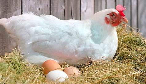 Pin by Andrea Hernández on ANIMALES | Hens, Laying hens, Poultry