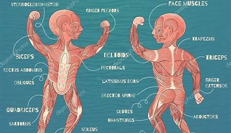 Hand Muscular system Skeletal muscle Organ system Human body, musculo