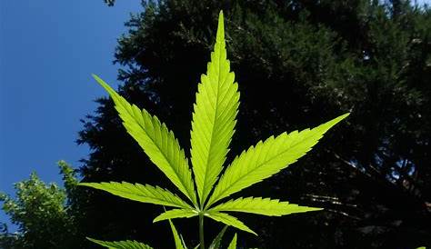 "Planta de Marihuanas" - Cannabis Mexico