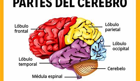partes coloridas del cerebro humano 1166073 Vector en Vecteezy