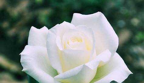Banco de Imágenes Gratis: Hermosa rosa blanca - Beautiful white rose