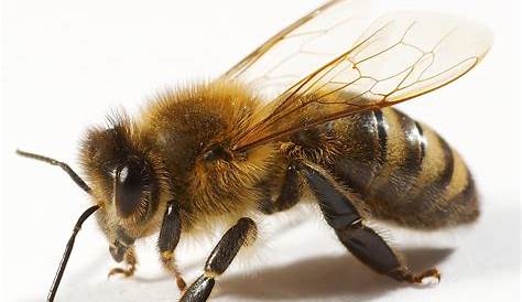 Las abejas – Pixela: Blog del Aula Digital de Primaria