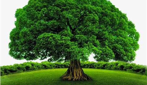 Para cada vecino de Alvear, un árbol | 12 Noticias