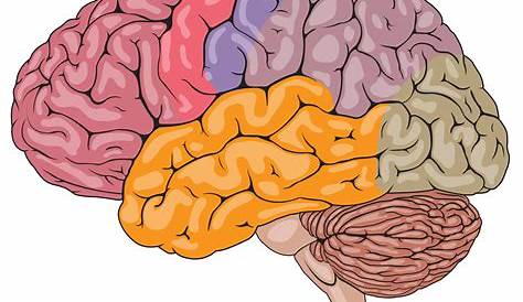 Cerebro color dibujos animados — Archivo Imágenes Vectoriales