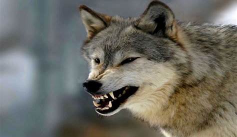 7 cosas que no sabías del Lobo feroz. ¿Quién teme al lobo feroz