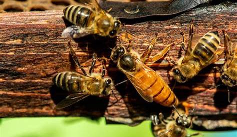 Curiosidades sobre la abeja reina - Mis Animales