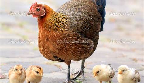 Free Images : bird, young, autumn, chicken, fauna, mom, poultry, family