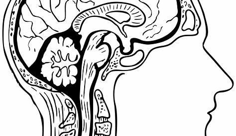 Dibujos del Cerebro y sus partes para colorear, descargar e imprimir