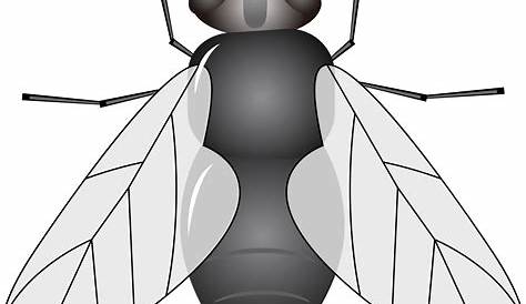 Lindo pequeño insecto mosca de dibujos animados Stock Vector by