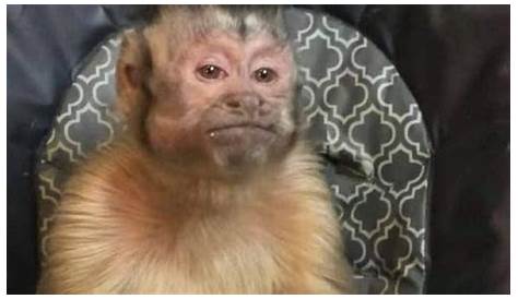 Chimpancé riendose - Efecto de sonido - YouTube | Funny monkey pictures
