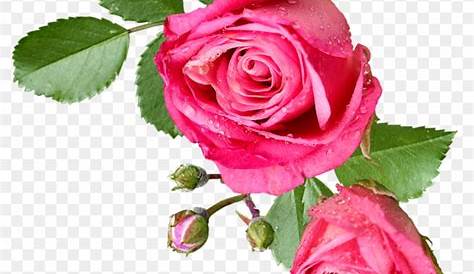 ZOOM DISEÑO Y FOTOGRAFIA: rosas,rose,png,transparente,en tamaño grande