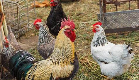 Gallinas y Gallos - YouTube