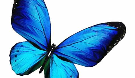 Download Blue Butterfly Png Image HQ PNG Image | FreePNGImg