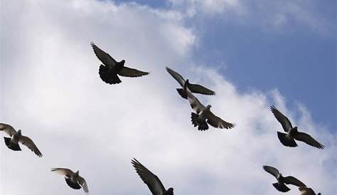 Imagenes De Palomas Blancas Volando | Video Bokep Ngentot