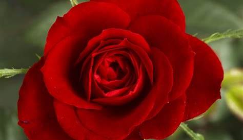 Foto de una rosa roja :: Imágenes y fotos