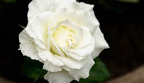 Imagenes De Rosas Blancas Hermosas