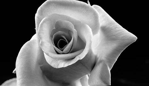 Pin by Eva Martinez on Flowers | Black and white flowers, Flowers