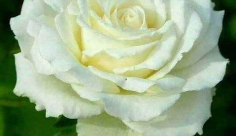 Buenos Deseos para TI y para MÍ: * Rosas Blancas