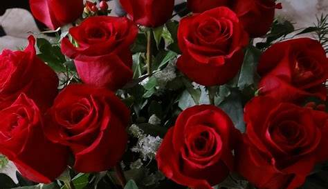 Radiante ramo de rosas rojas (78184)