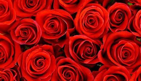 ¿Sabías que las rosas “rojas” no existían originalmente?