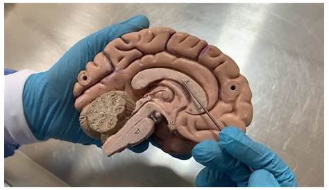 Humano Lateral De Vista Del Cerebro Stock de ilustración - Ilustración