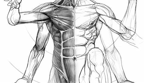 How to draw body anatomy by Jin Yana Lei em 2021 | Desenhando corpo
