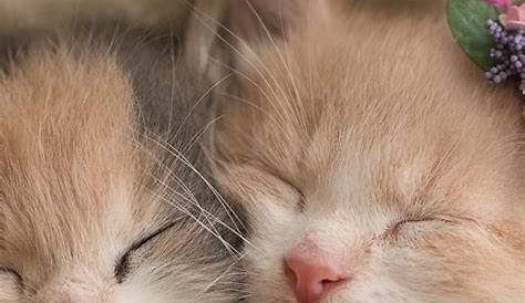 Imagens de gatinhos fofos e adoráveis | Momentos ternos - TudoPorEmail