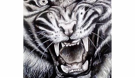 Tigre visage noir et blanc dessin au crayon réaliste par ZarnaviArt