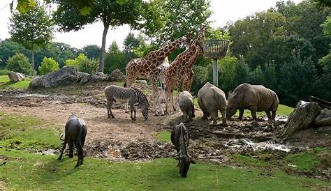 Exhibit Animals | Planet Zoo Wiki | Fandom